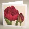 Greetings Cards - burgundy-uncle-tom-tulip - textured (150x150)