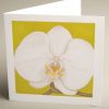 Greetings Cards - white-orchid - smooth
