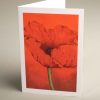 Greetings Cards - poppy-on-red - smooth