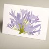 Greetings Cards - blue-agapanthus - smooth