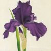 Square Glass Coaster - dark-purple-iris