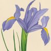 Greetings Cards - dutch-iris - textured (150x150)
