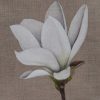 Round Glass Coaster - white-magnolia-on-linen
