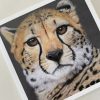 Wildlife Greeting Cards - cheetah - smooth (150x15)