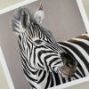 Wildlife Greeting Cards - zebra - smooth (150x15)